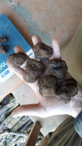 Tartufo Nero Pregiato