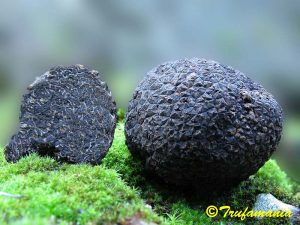 Tartufo Nero Pregiato