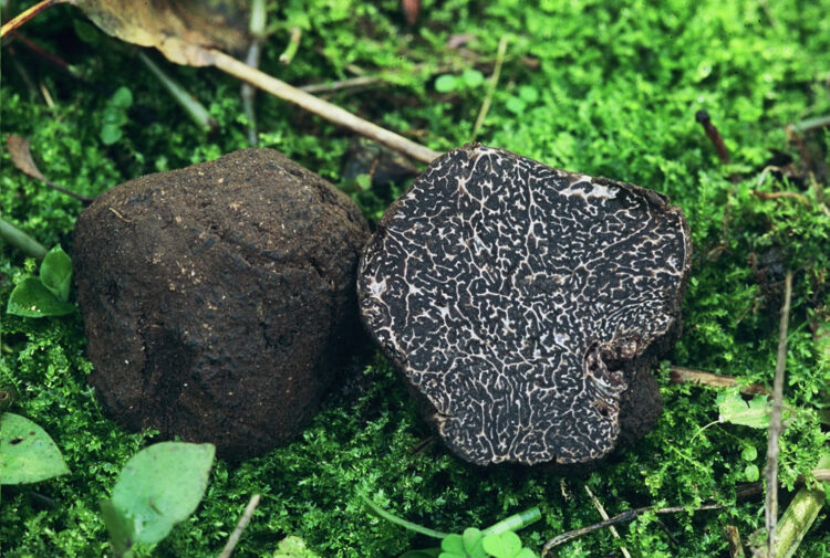 Tartufo nero pregiato di Norcia