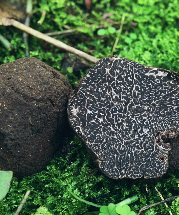 Tartufo nero pregiato di Norcia