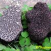 Tartufo Nero Pregiato