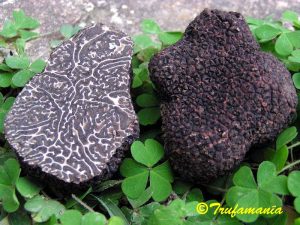 Tartufo Nero Pregiato