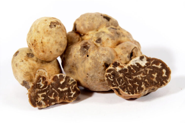 Tartufo Bianchetto o Marzuolo