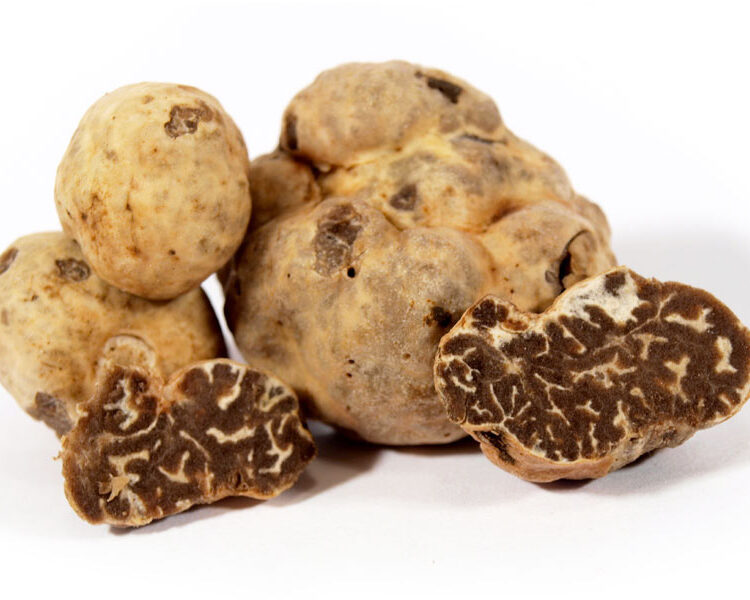 Tartufo Bianchetto o Marzuolo